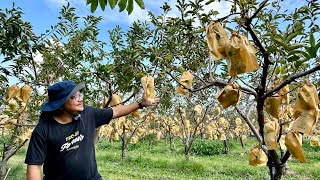 Top Tips for Successful Custard Apple Fruit (Atis) Management: Boost Your Harvest!