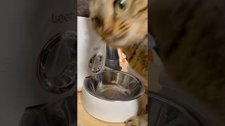 気まずい瞬間　#shorts#猫#猫動画#cat#キジトラ#自動給餌器をどついてカリカリを