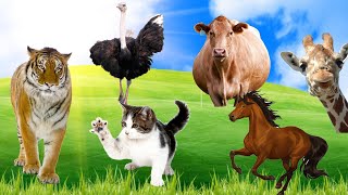 Bustling Animal World Sounds: cow, horse, lemur, tiger, ostrich, cat, giraffe