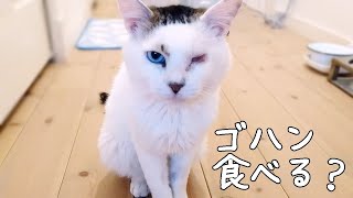 シャーばかりの保護猫が「ご飯食べる？」で人になつくまで