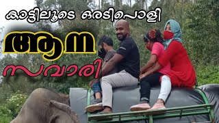 കാട്ടിലൂടെ ഒരഅടിപൊളി  ആന സവാരി മൂന്നാര്‍  //epi. 8// kerala exp. 1