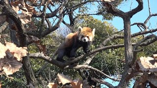 Red Panda Kinta 　野毛山動物園　レッサーパンダ　キンタ