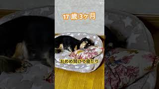 20歳2ヶ月で旅立ったもも　#shorts #シニア犬  #ミニチュアダックス