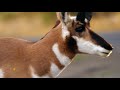 Nature Pronghorn antelope