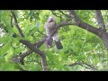 eichelhäher frisst kleinen vogel