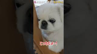 私を視界に入れないもんちゃん#ペキニーズ#dog#short