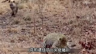 花豹捕猎疣猪，鬣狗竟然在后面搞偷袭