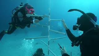 The Reef Rescue Network: How it Works