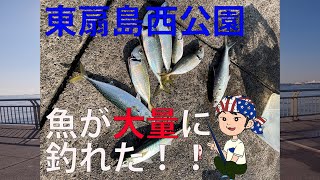 【東扇島西公園】大物を釣りに行ったら魚が沢山釣れた！【釣り】