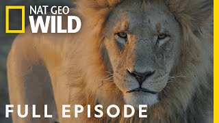 Lion Uprising: The King Defends His Throne ( Episode) | Savage Kingdom