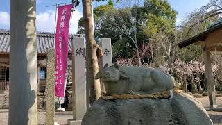 ２０２２年　菅原神社梅園