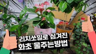 배수구없는 화분에 리치쏘일로 심겨진 화초 물주는방법