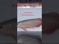 Sepauk arowana Jb style #arowana