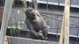 天井にぶら下がるキンタロウ！2分なんて楽勝♪【京都市動物園】