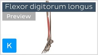 Functions of the flexor digitorum longus muscle (preview) - 3D Human Anatomy | Kenhub