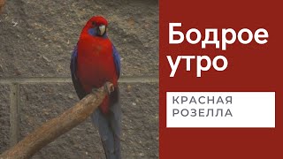 Бодрое утро. Хвостатые. Красная розелла. 26.05.2022