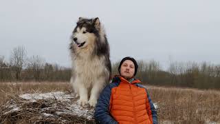 阿拉斯加雪橇犬（Alaskan Malamute）是一種怎樣的狗？想養？了解後隨便你養！