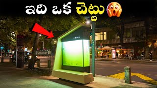 ఇది ఒక చెట్టు😲 | Interesting Facts in Telugu | Facts in Telugu | MS FACTS