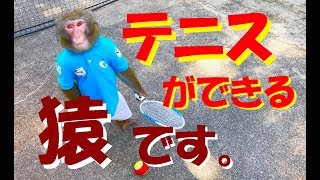 テニスができる猿です。MONKEY TENNIS vol.18