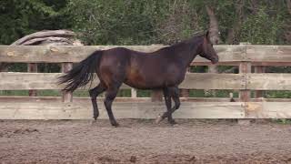 Taris Lady Gay (Taris Catalyst x Volando Gay) Lot 95