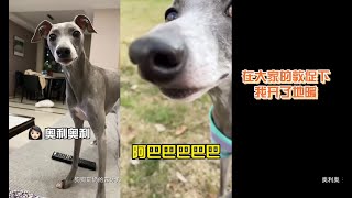 #钻衣怪兽🐶奥利奥小饼干 - 「小点声后续」 总不让汪怎么办？#意大利小灵缇