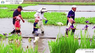 2018ホテイアオイの植え付け