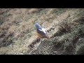 コシジロイソヒヨドリ（1）迷鳥（モンゴル） common rock thrush wild bird 野鳥 動画図鑑