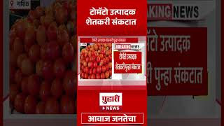 Pudhari News | टॉमॅटो उत्पादक संकटात #tomato #farmersnews #famrmerprotest