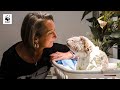 Visiting Koalas with Layne Beachley | WWF-Australia