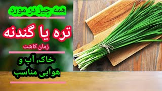 تره | گندنه | چه نوع خاک و کود برای پرورش گندنه مناسب است؟| روش کاشت، داشت و برداشت گندنه | chive