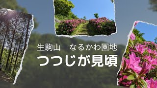 生駒山「なるかわ園地」つつじが見頃ですよ～♪