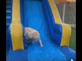 My dogs first time on a #bouncycastle  - watch him go wild 🤪 #doglovers #goldenretrieversclub #dog