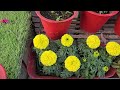 नए बागवानी के शौकीनों के लिए 5 basic winter flower gardening tips😍 ऐसे करें सर्दियो में नया garden