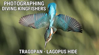 Photographing DIVING Kingfishers without Baiting | From a Hide | Canon R3 \u0026 EF 500mm F4 L IS Mk II