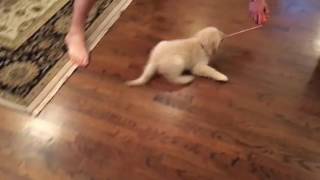 Puppy Slides Across Floor like Mop