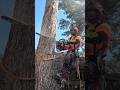 Blocking down a silver maple with a stihl MS 500i #stihl #arbortecfw #arborist