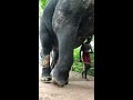 නැදුන්ගමුව ඇත් රජ ගමන majestic walk of king tusker nadungamuwa raja