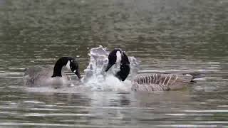 Spring head bobbing Canada Geese style