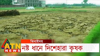 ঝিনাইদহে বৈরি আবহাওয়ায় নষ্ট হচ্ছে পাকা ধান | @atnnewsltd