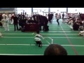 nathaniel tagb welsh championships 2012 won hyo