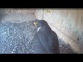 first peregrine hatchling for 2017 season