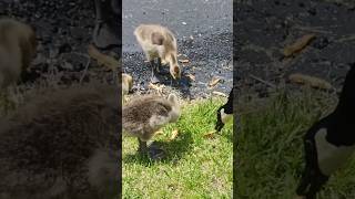 Goslings Eat at 2 weeks old #canadageese