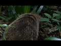 フルhdでムビる00649 遭遇 ニホンアナグマ japanese badger