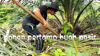 panen perdana buah pasir setelah 3x kastrasi @pajahoride2285 💪💪💪