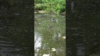 Mother coot feeds one of her young ones ❤️ #waterbirds #shorts