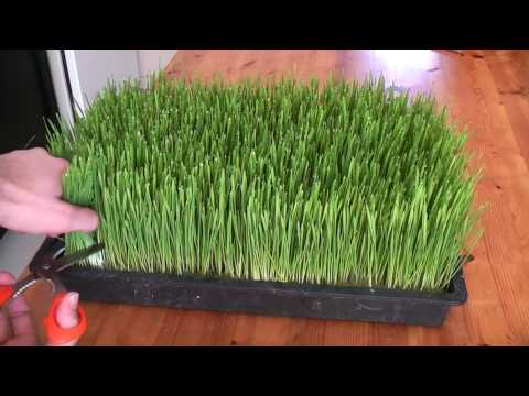 How to grow wheatgrass How to grow wheatgrass