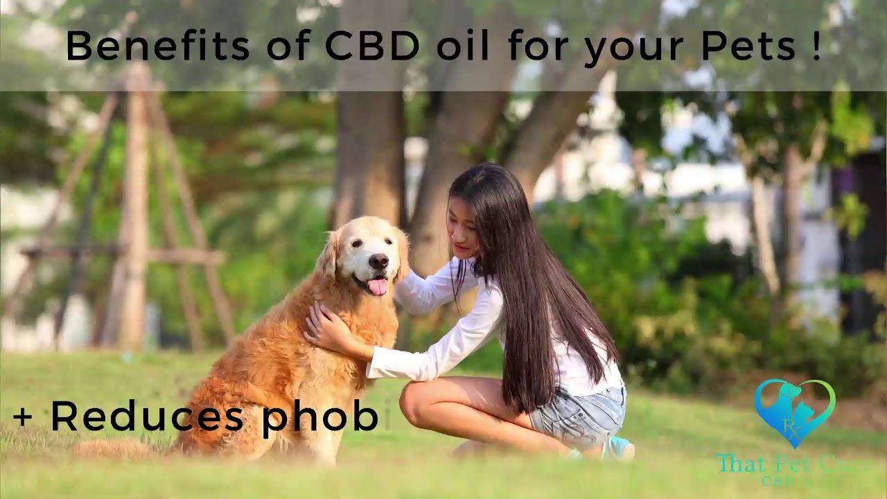 Benefits Of CBD Oil For Pets - YouTube