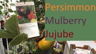 GROWING THE MORE ETHNIC DECIDUOUS FRUITS | LIVESTREAM