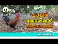 Nadan Kozhi sale in Thrissur Episode 4  നാടൻ പൂവൻമാർ