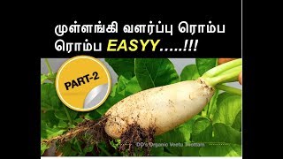 Mullangi (RADISH) valarpu TIPS | PART2 - முள்ளங்கி |How to grow radish easily in Tamil